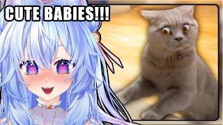 THE BEST CAT VIDEOS OF THE DECADE!!! | Mifuyu Reacts to Daily Dose of Internet