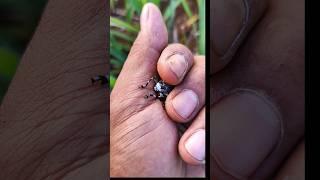 I called it ZEBRA BEETLE from ASIA #viralinsect #anyuniqueanimals #insects