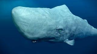 GIANT WHITE WHALE | The Deep