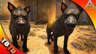 BEST WAY TO TAME HYAENODON! HYAENODON BREEDING! Ark Survival Scorched Earth Gameplay