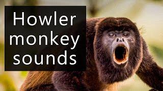The frightening sounds of the Howler monkeys