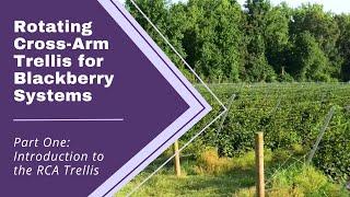 RCA Trellis for Blackberry Systems Series | Part 1: Introduction to the RCA Trellis