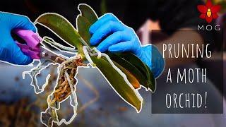 Phalaenopsis Orchid with long Stem (neck) - Pruning & Repotting | Orchid Care for Beginners