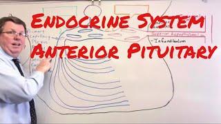 What does the Anterior Pituitary Gland Do?