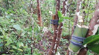 Jebakan Monyet Dari Bambu Paling Mudah Di Buat/ how to make a monkey trap.