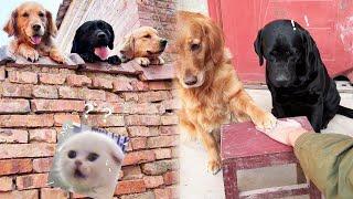 Funny Dog | It's so funny when a dog has a brother#cuihuastory #cute pet #animal