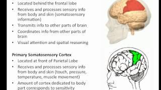 The Brain - Parietal Lobe