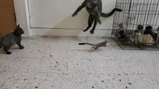 Cat vs Sugar glider    (93)  #animallover #catlovers #kitten #cat #kucinglucu #kucingbermain