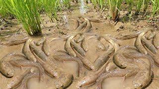 Catching many snakehead fish is having difficulty in hot water in dry season in rice fields