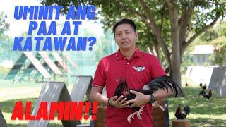 SABONG TIPS: Mainit Na Paa at Katawan Ng Manok Sa Araw Ng Laban - Paano Ito Maiiwasan!!