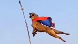 Best of Belgium Malinois Highest Jumps