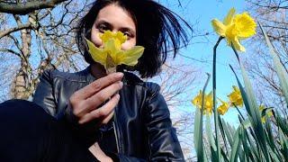 আপনি কি একজন নার্সিসিস্ট? Vlog 06: Story behind daffodil / narcissist flower (narcissism) | KKS