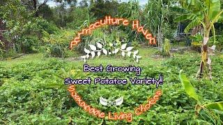 Australian QLD Native Sweet Potatoes in my Food Forest - Permaculture Haven