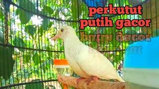 perkutut putih gacor pancingan semua jenis perkutut pasti nyaut