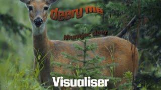 deery me - Muntjac deer [Official visualiser]