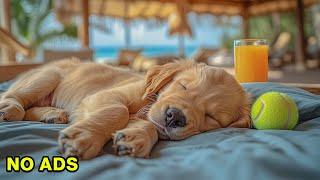 12 Hours Anti Anxiety Music for Dogs  Stress Relief Music For Dogs  Calming Music For Dogs