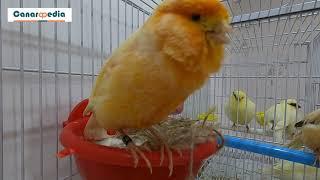 If your canary male does this while the female setting on eggs or featherless chicks, separate him!