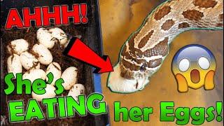 Our Hognose Snake tries to EAT her Babies!!