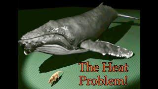 The Heat Problem! Whale Evolution | Illustra Media | Biblicaltours.