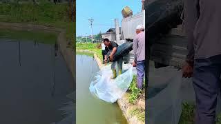 Unique way to put fishes in water 