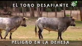 Toros de Ana Romero: toro desafiante, peligro en la dehesa y fuga en tractor | Toros desde Andalucía
