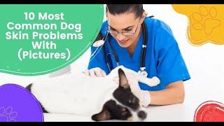 10 Most Common Dog Skin Problems With (Pictures) -  by I Love Veterinary