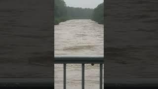 Hochwasser Illerbrücke Ulm Wiblingen