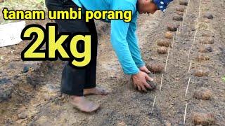 CARA PENANAMAN UMBI PORANG TANPA NAUNGAN