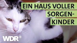 Ausgesetzt und schwer verletzt: Wird die Katze überleben? | S02/E04 | Hallo Tierheim | WDR