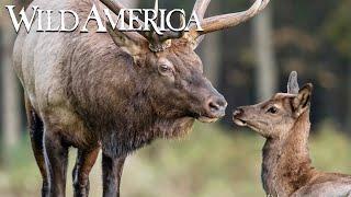 Wild America | S3 E10 Valley of the Elk | Full Episode HD