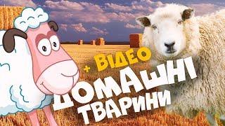 ДОМАШНІ ТВАРИНИ з відео та звуками тварин! Розвиваючі мультики для дітей українською мовою