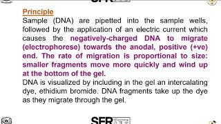 Agarose gel Electrophoresis by Dr.S.Radha, Assistant Professor of Microbiology