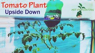 Art of Planting Inverted Tomato Plant in a Plastic Hanging Bottle | Build | DIY | Veritcal Farming