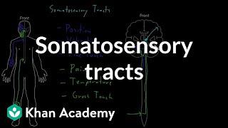 Somatosensory tracts | Organ Systems | MCAT | Khan Academy