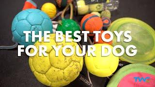 THE BEST TOYS FOR YOUR DOG || 2-Time World Champion Ivan Balabanov shows you his favorite dog toys!