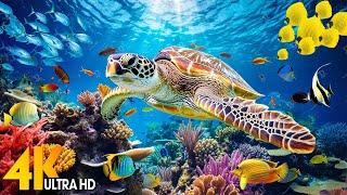Under Red Sea 4K - Beautiful Coral Reef Fish in Aquarium, Sea Animals for Relaxation - 4K Video #104