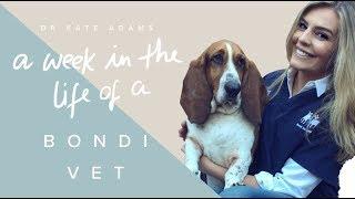 A Week In The Life Of A Bondi Vet [ 1 ] / Dr Kate Adams