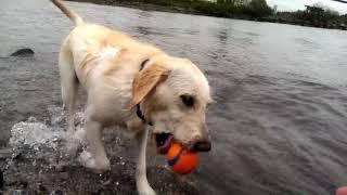 Ginger - Learning to Swim