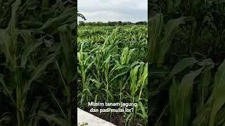 Tanaman jagung , padi subur #shorts #tanamjagung #tanampadi #petanimuda