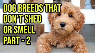 Top 10 Dog Breeds That Don't Shed Or Smell Part 2