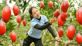 How to harvest grafted red mangoes to sell at the market | fish farming | Minh Daily Harvesting