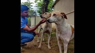 Two stray dogs who get epileptic seizures now safe at the VOSD Sanctuary.