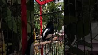 suara burung Kacer poci gacor ngeplong emosi