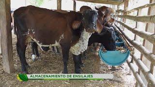 Ganadero explica cómo almacenar ensilajes para asegurar el alimento de sus animales -La Finca de Hoy