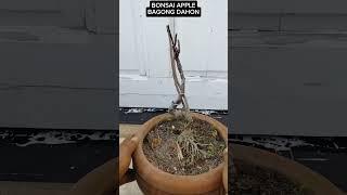 BONSAI APPLE #tutorialsvideo #bonsailovers #gardening #plantslovers