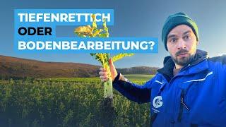 Wieviel Bodenbearbeitung kann Tillage Radish (Tiefenrettich)?