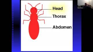 Introduction to External Insect Anatomy