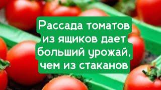 Рассада томатов из ящиков дает больший урожай , чем из стаканов.