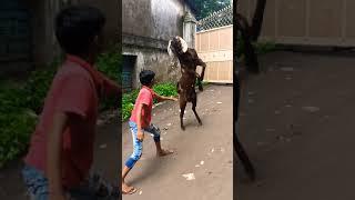 Eid Ul Azha 2021 Special Qurbani Bakra vs Boy Fight  #eidulazha2021 #shorts