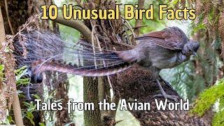  10 Unusual Bird Facts (watch #8)Tales from the Avian World